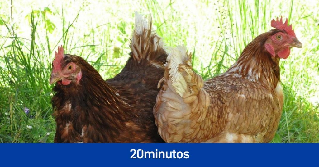 Condenan a un año de prisión a hombre por abuso sexual a una gallina