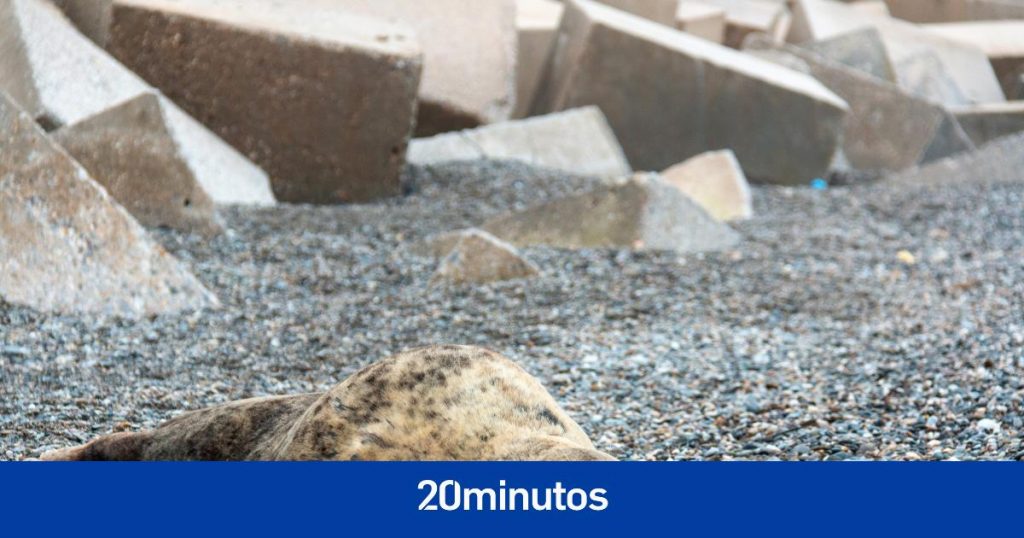 «Es posible que haya parado a descansar» «Es posible que haya parado a descansar»