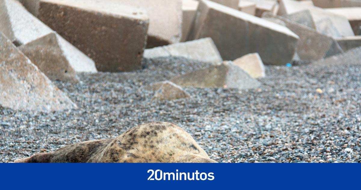 «Es posible que haya parado a descansar» «Es posible que haya parado a descansar»