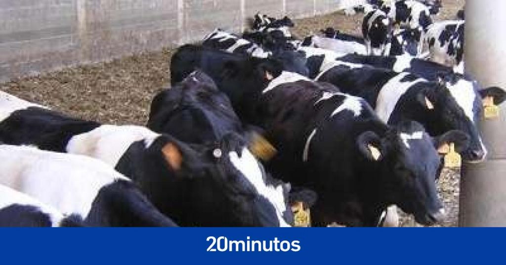 La industria láctea paraliza su actividad a partir del jueves a causa de la huelga de transportes