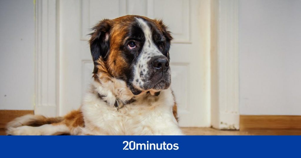 qué tipos hay, en qué razas es más frecuente y cómo prevenirla y tratarla