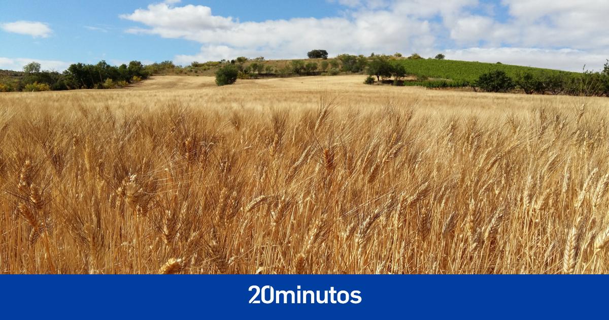 Bulgaria se suma a Eslovaquia, Hungría y Polonia y prohíbe importar productos alimenticios de Ucrania