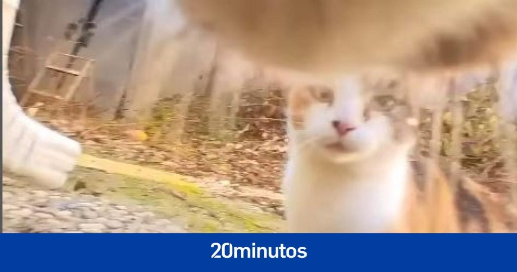 Gonzo, el felino con una cámara adosada a su collar