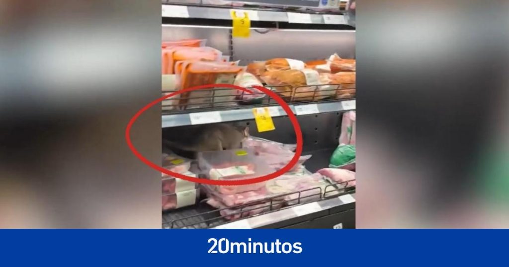 La sorpresa de los clientes de un supermercado al encontrar este visitante inesperado en la sección de carne