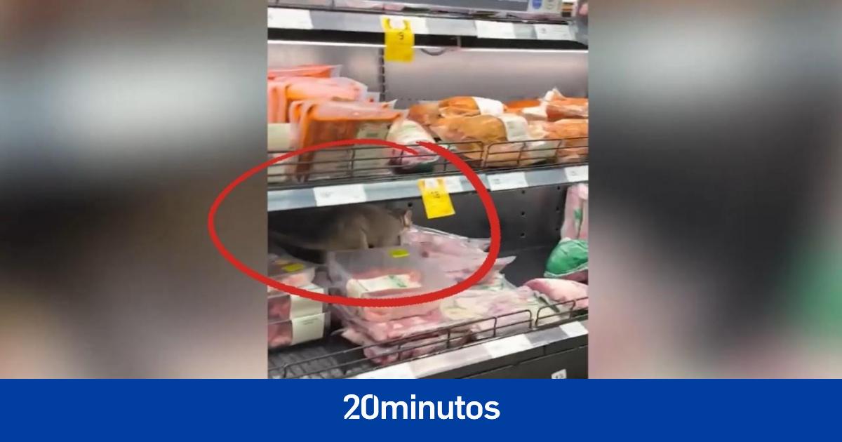 La sorpresa de los clientes de un supermercado al encontrar este visitante inesperado en la sección de carne