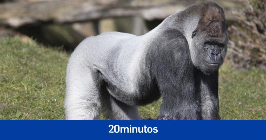 Muere el gorila Bokito en Róterdam, famoso por sus huidas del zoo