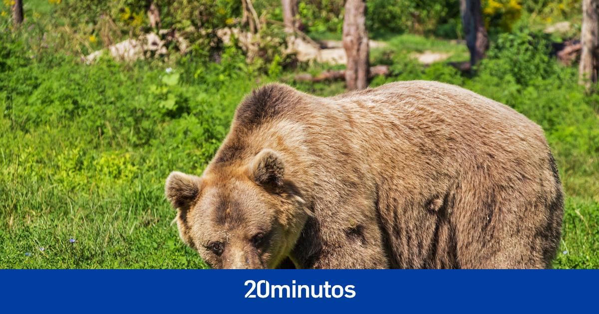 Un oso mata al corredor de montaña italiano Andrea Papi mientras entrenaba en el bosque Un oso mata al corredor de montaña italiano Andrea Papi mientras entrenaba en el bosque