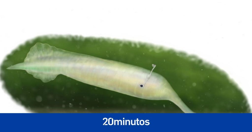 hallan evidencias de que el monstruo de Tully no era un vertebrado