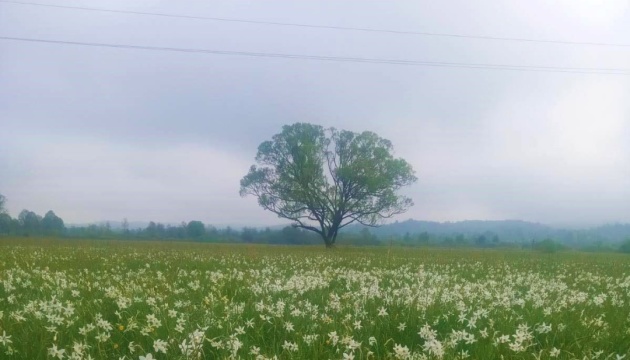 Casi todo el Valle del Narciso ha florecido en el oeste de Ucrania Casi todo el Valle del Narciso ha florecido en el oeste de Ucrania