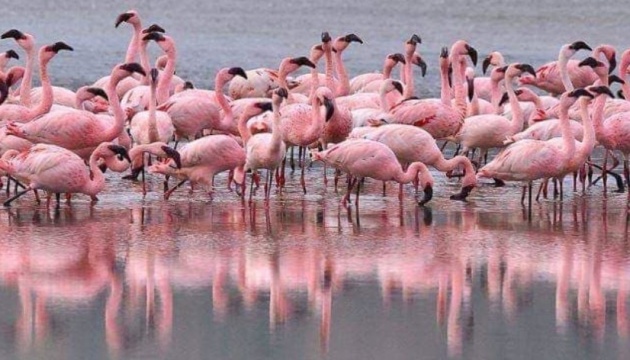 Cerca de 210 flamencos mayores están regresando a la región de Odesa