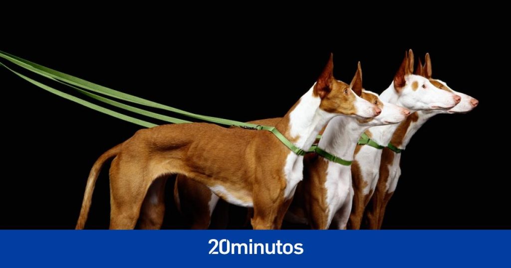 El enigma de que los podencos ibicencos sean más resistentes a la leishmanosis, a estudio por investigadores españoles El enigma de que los podencos ibicencos sean más resistentes a la leishmanosis, a estudio por investigadores españoles