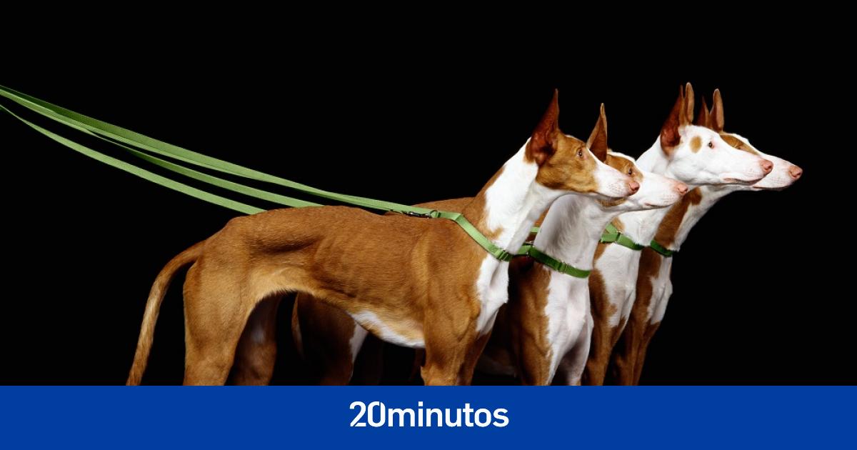 El enigma de que los podencos ibicencos sean más resistentes a la leishmanosis, a estudio por investigadores españoles El enigma de que los podencos ibicencos sean más resistentes a la leishmanosis, a estudio por investigadores españoles