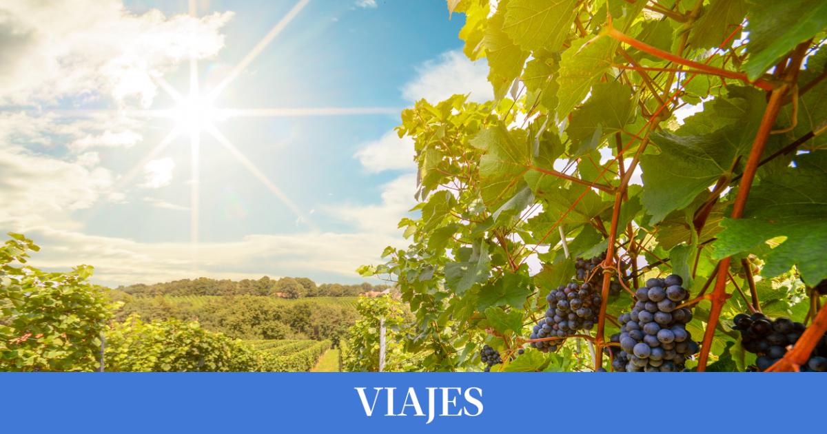 Los 5 viñedos de La Rioja que probablemente desconoces y en los que puedes tomar un vino Los 5 viñedos de La Rioja que probablemente desconoces y en los que puedes tomar un vino