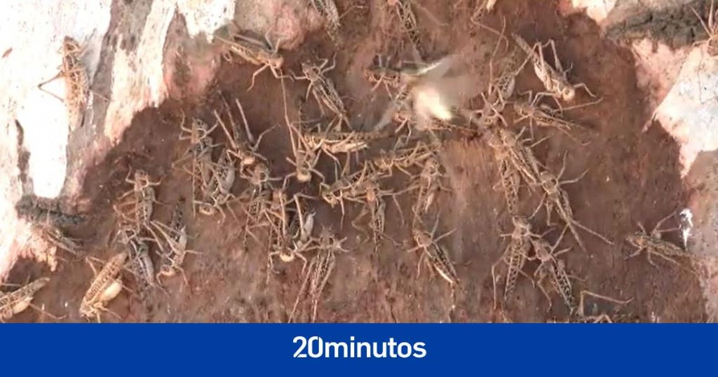Una feromona evita el canibalismo en las langostas migratorias gregarias Una feromona evita el canibalismo en las langostas migratorias gregarias
