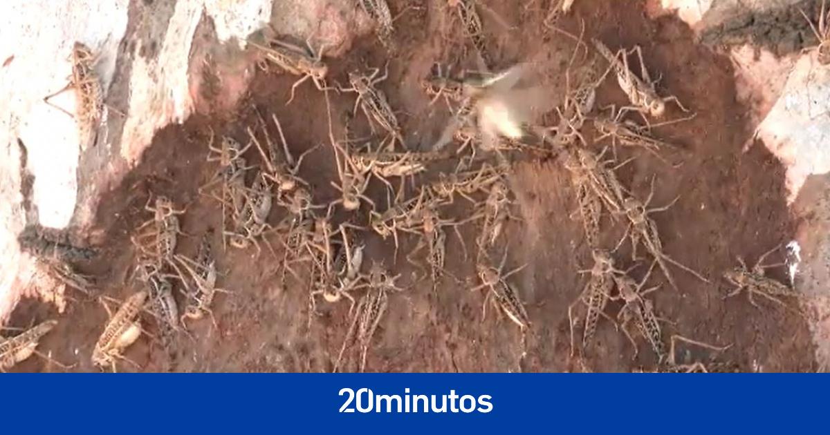 Una feromona evita el canibalismo en las langostas migratorias gregarias Una feromona evita el canibalismo en las langostas migratorias gregarias