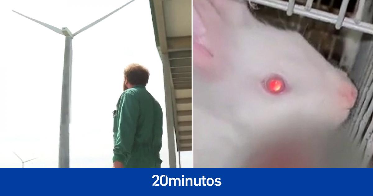 ¿Conejos carnívoros en Valladolid? Una granja denuncia que el ruido de las aspas de un parque eólico les afecta… y han enloquecido