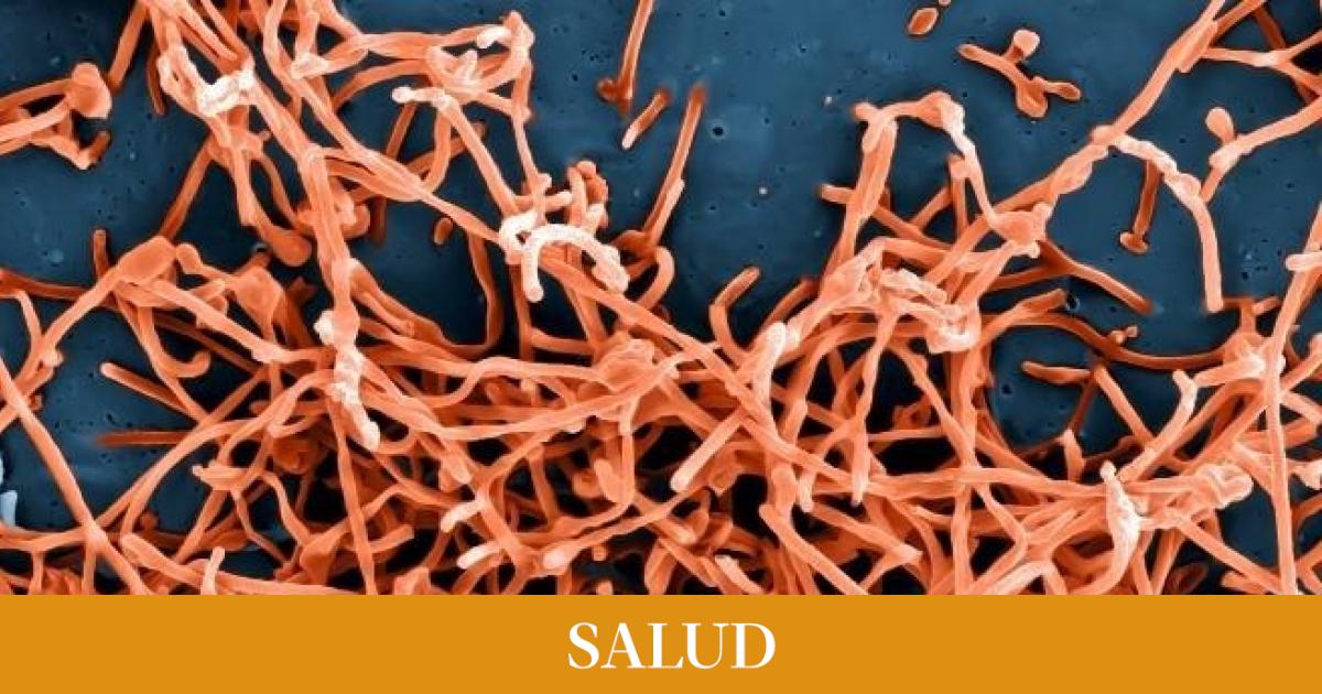 Estos son los síntomas, causas y tratamiento del ébola, una peligrosa enfermedad de la que se ha detectado un posible caso en Euskadi