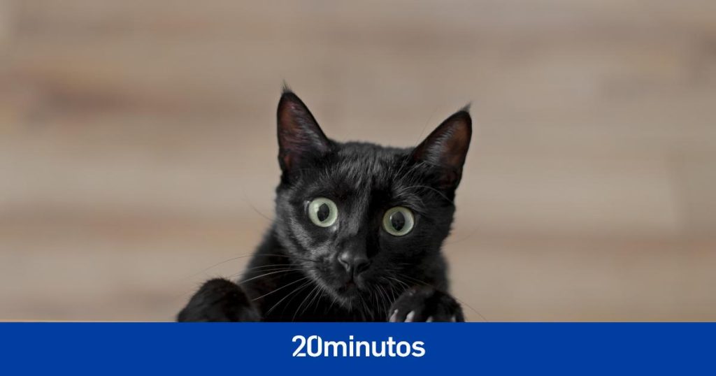 Un estudio revela que la nariz de los gatos puede tener el mismo funcionamiento que un equipo de análisis químico Un estudio revela que la nariz de los gatos puede tener el mismo funcionamiento que un equipo de análisis químico