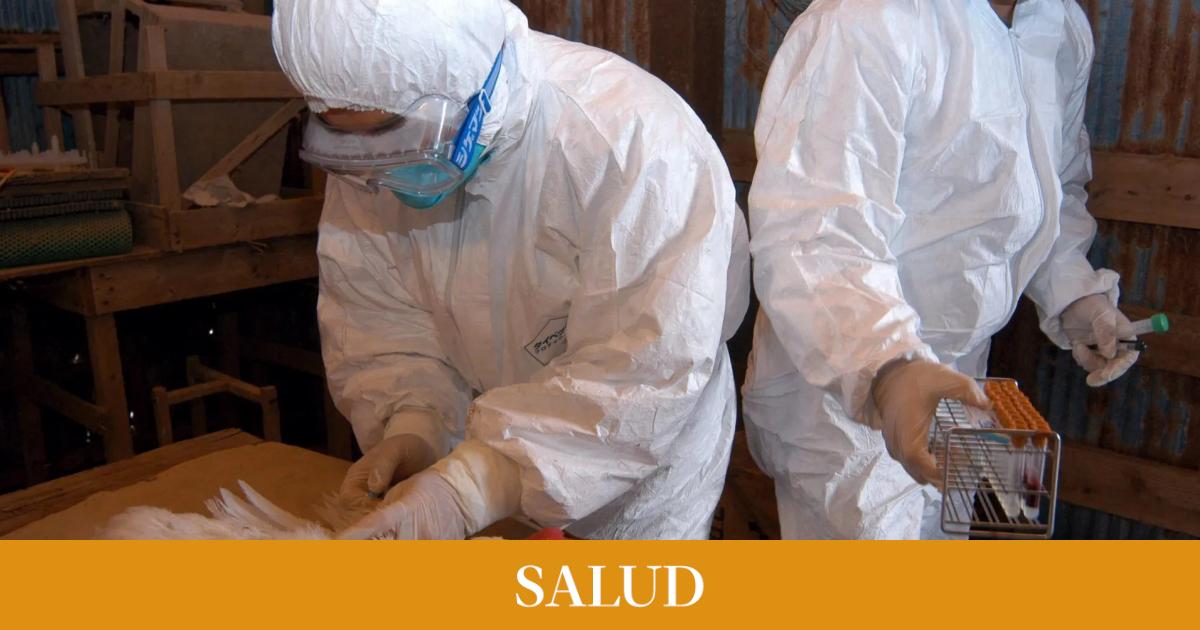 Un grupo de investigadores descubren la proteína que protege a los humanos de la gripe aviar