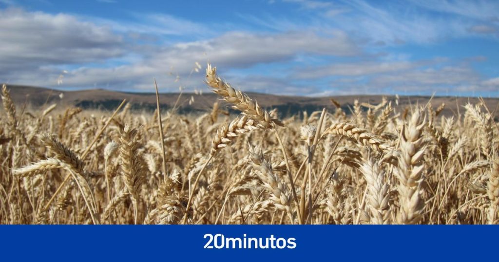 la cosecha de cereales de invierno se reducirá un 65%