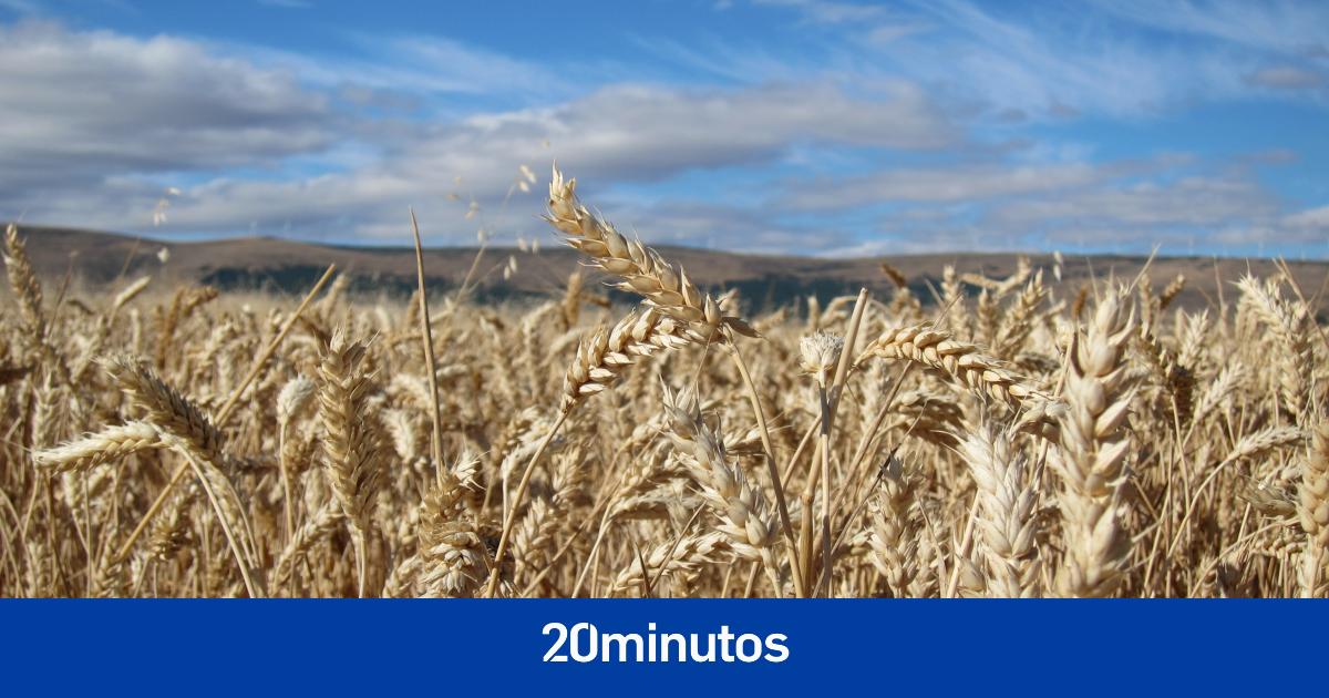 la cosecha de cereales de invierno se reducirá un 65%