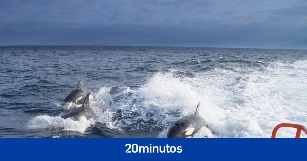 se han producido 53 incidentes con barcos en lo que va de año se han producido 53 incidentes con barcos en lo que va de año