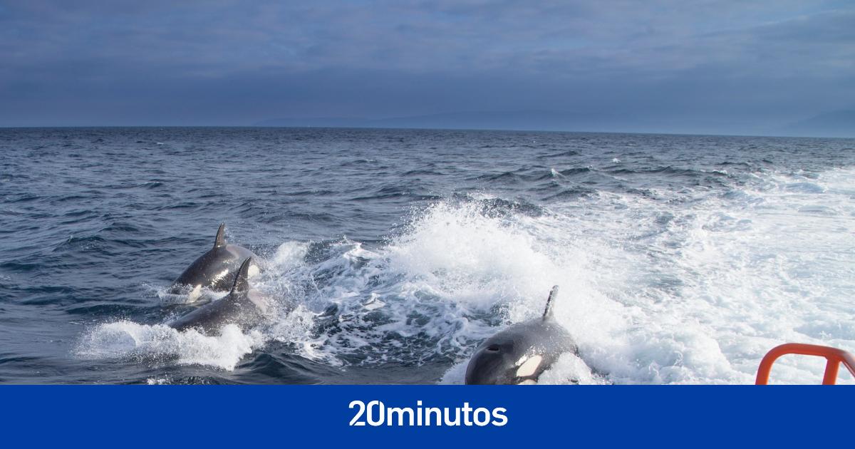 se han producido 53 incidentes con barcos en lo que va de año