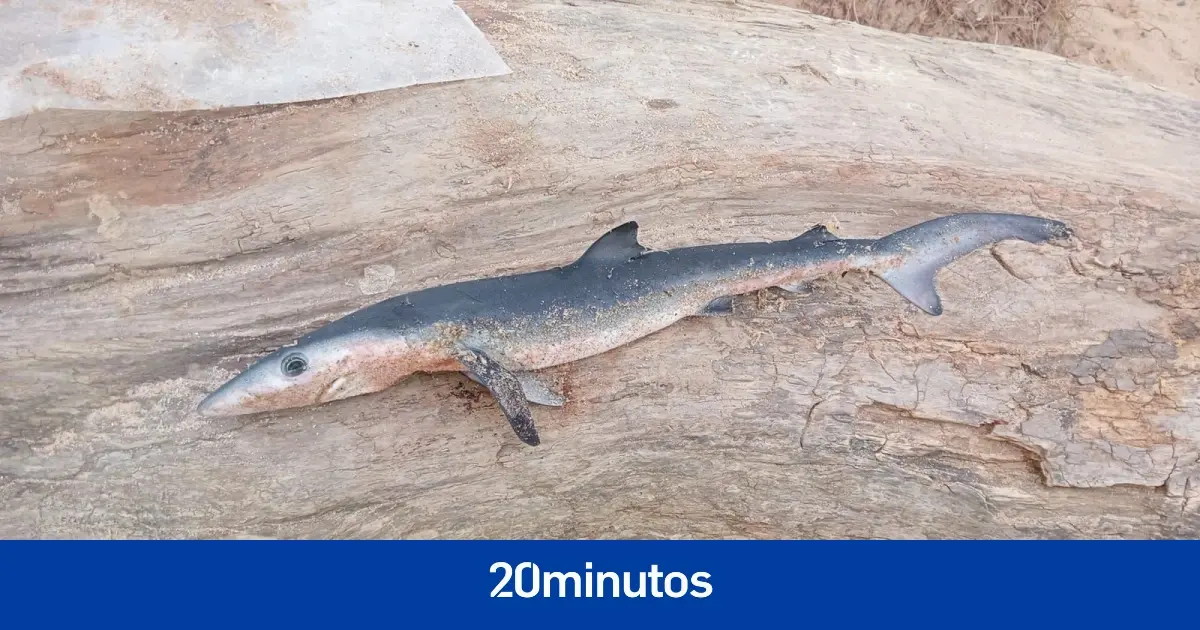 Encuentran una cría de tiburón muerta en una playa de Ferrol