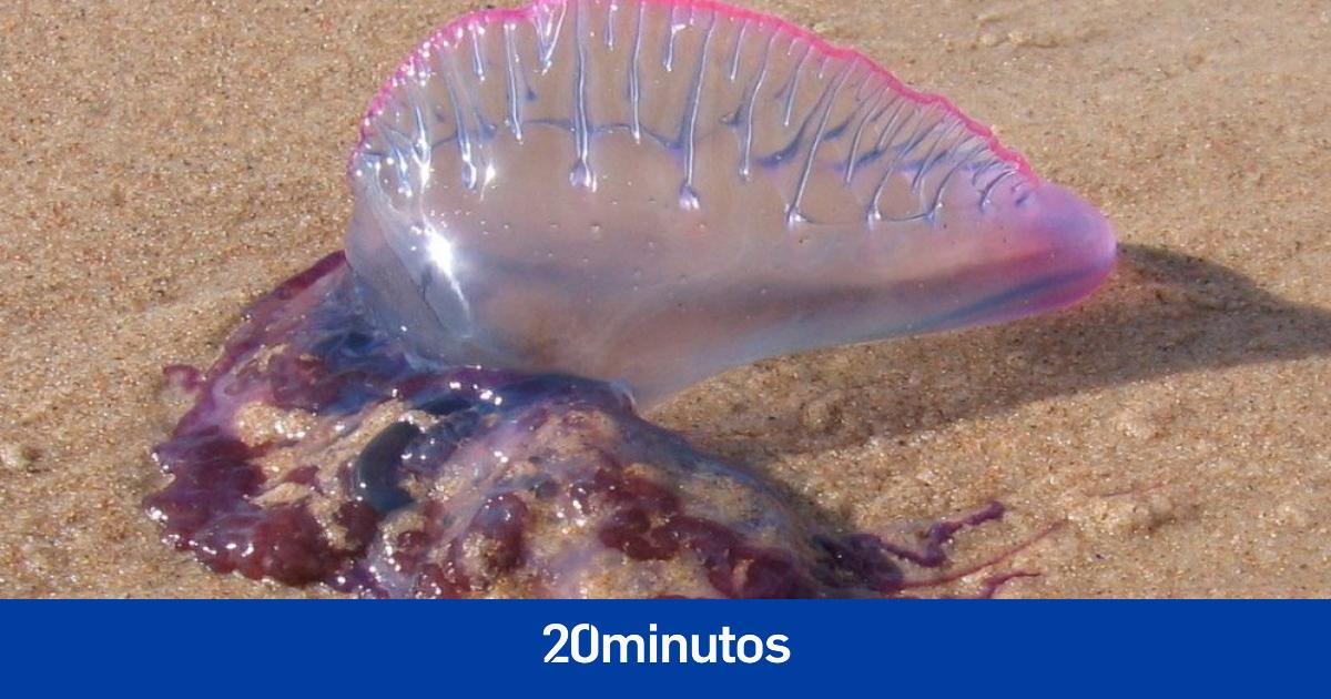 La ‘carabela portuguesa’ invade las playas de Guipúzcoa