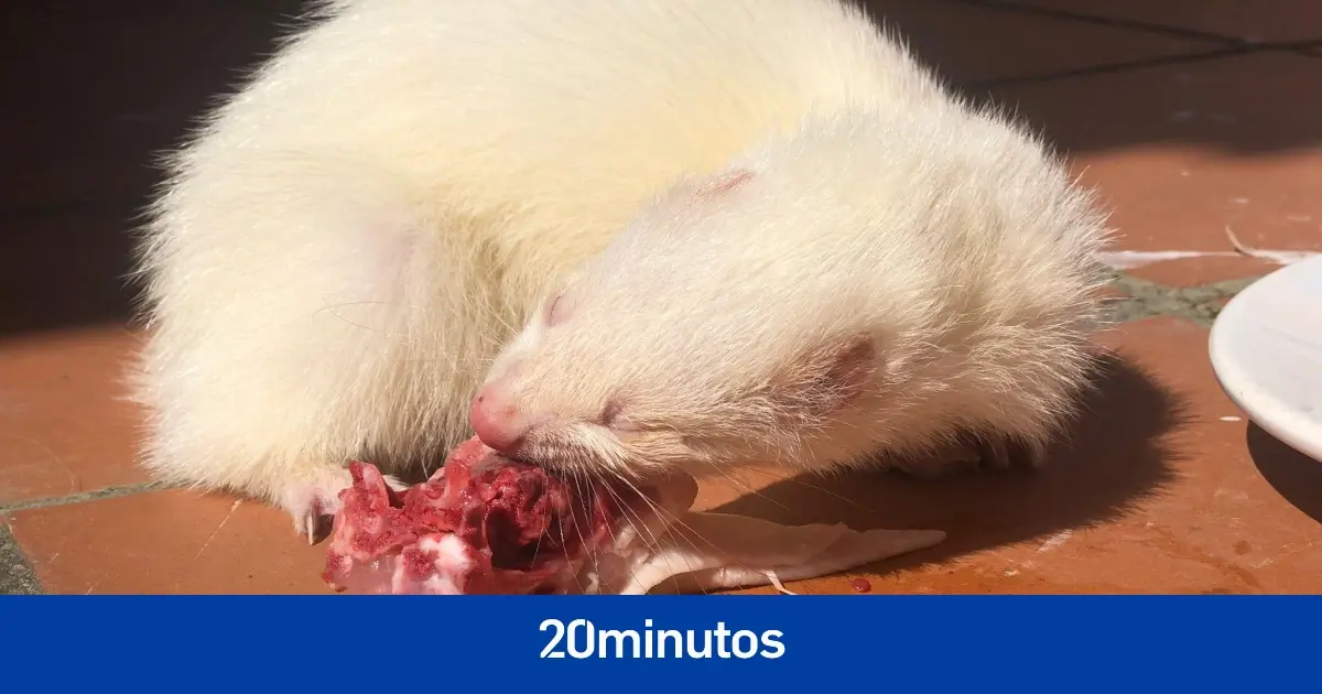 La malta y otros alimentos que debemos evitar en hurones