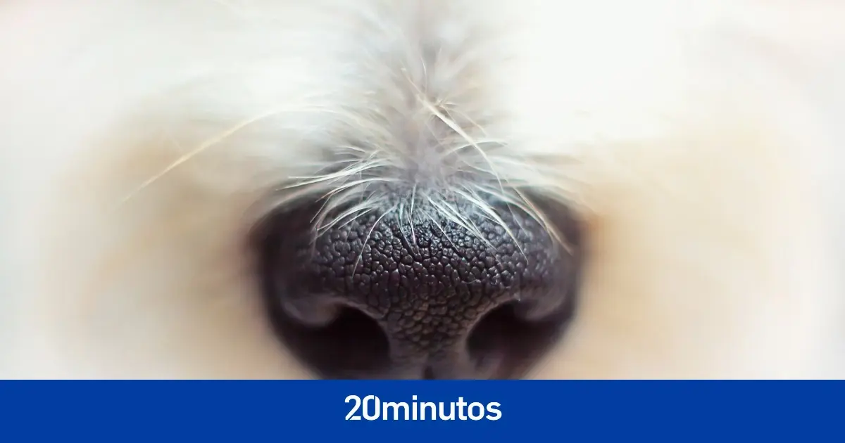 ¿Pueden los perros presentir enfermedades antes que sean diagnosticadas?