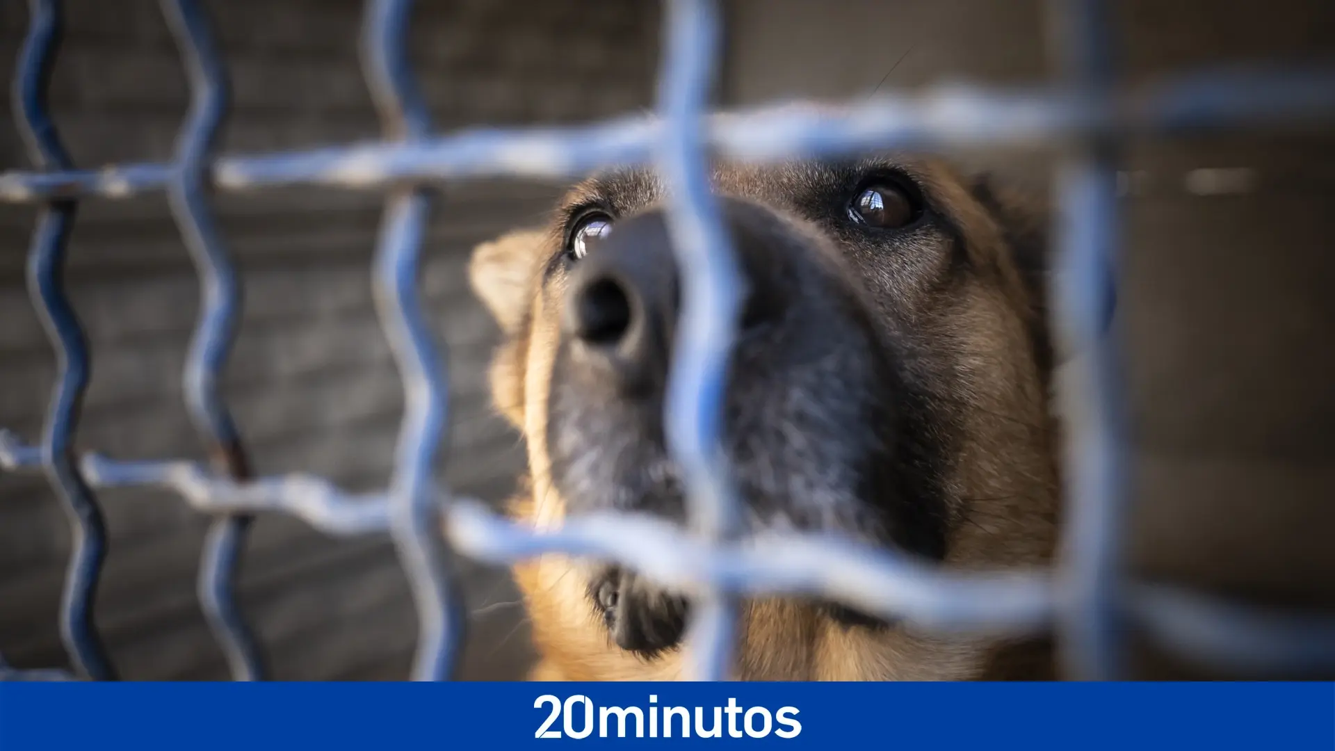 Cada día mueren 450 perros abandonados en los albergues de Estados Unidos