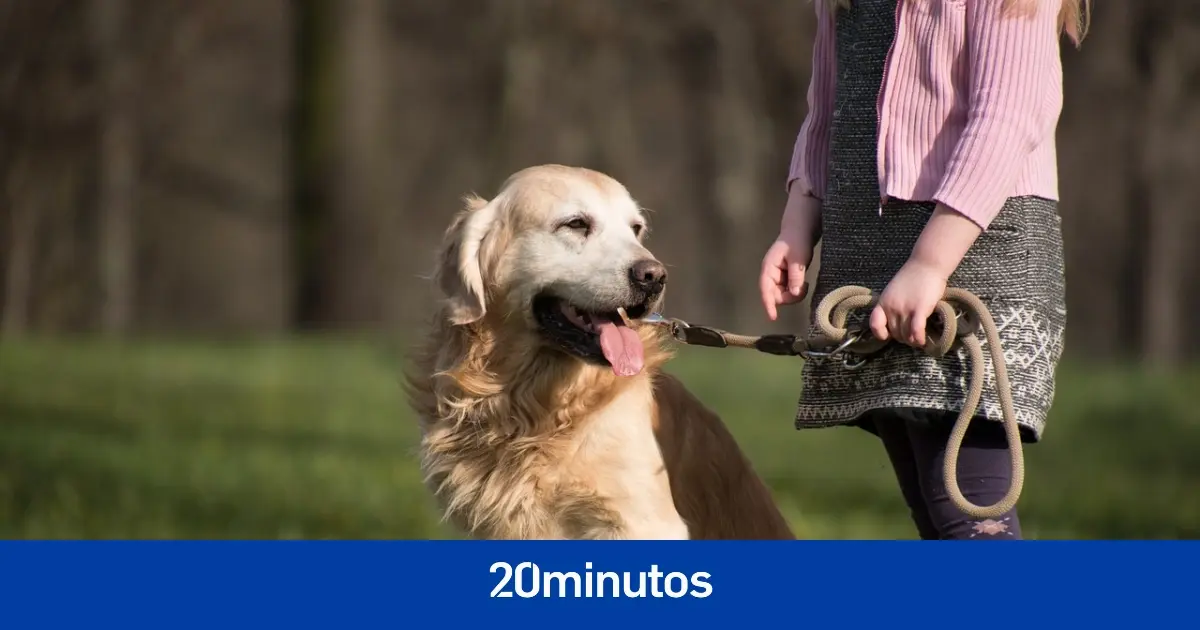 Estas son las razas de perros que mejor conviven con los niños