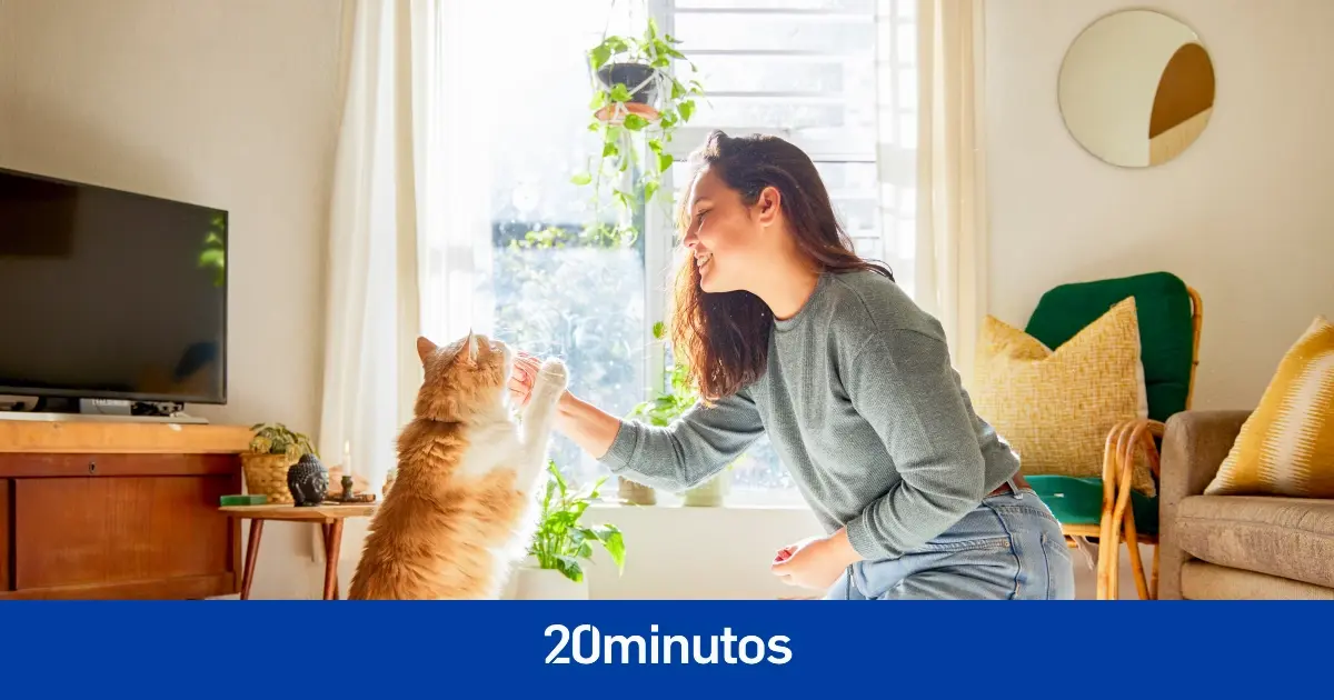 Fotos: Los 13 cuidados básicos que todo amante de los gatos debe conocer