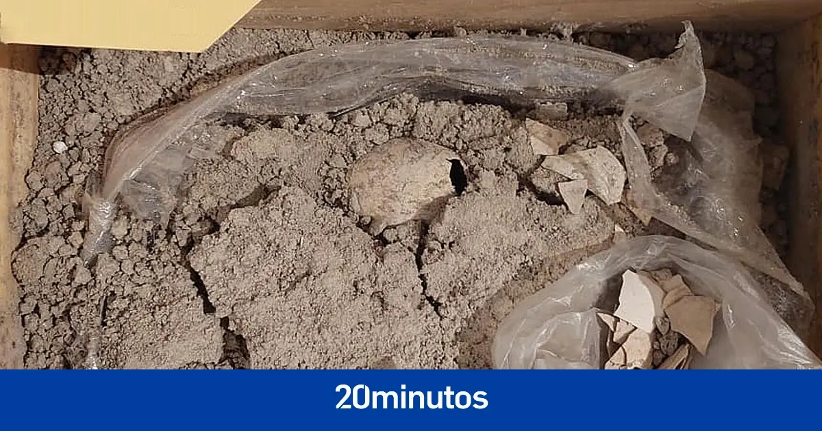 Hallan en México un huevo fósil de flamenco del pleistoceno, el primero en América Hallan en México un huevo fósil de flamenco del pleistoceno, el primero en América