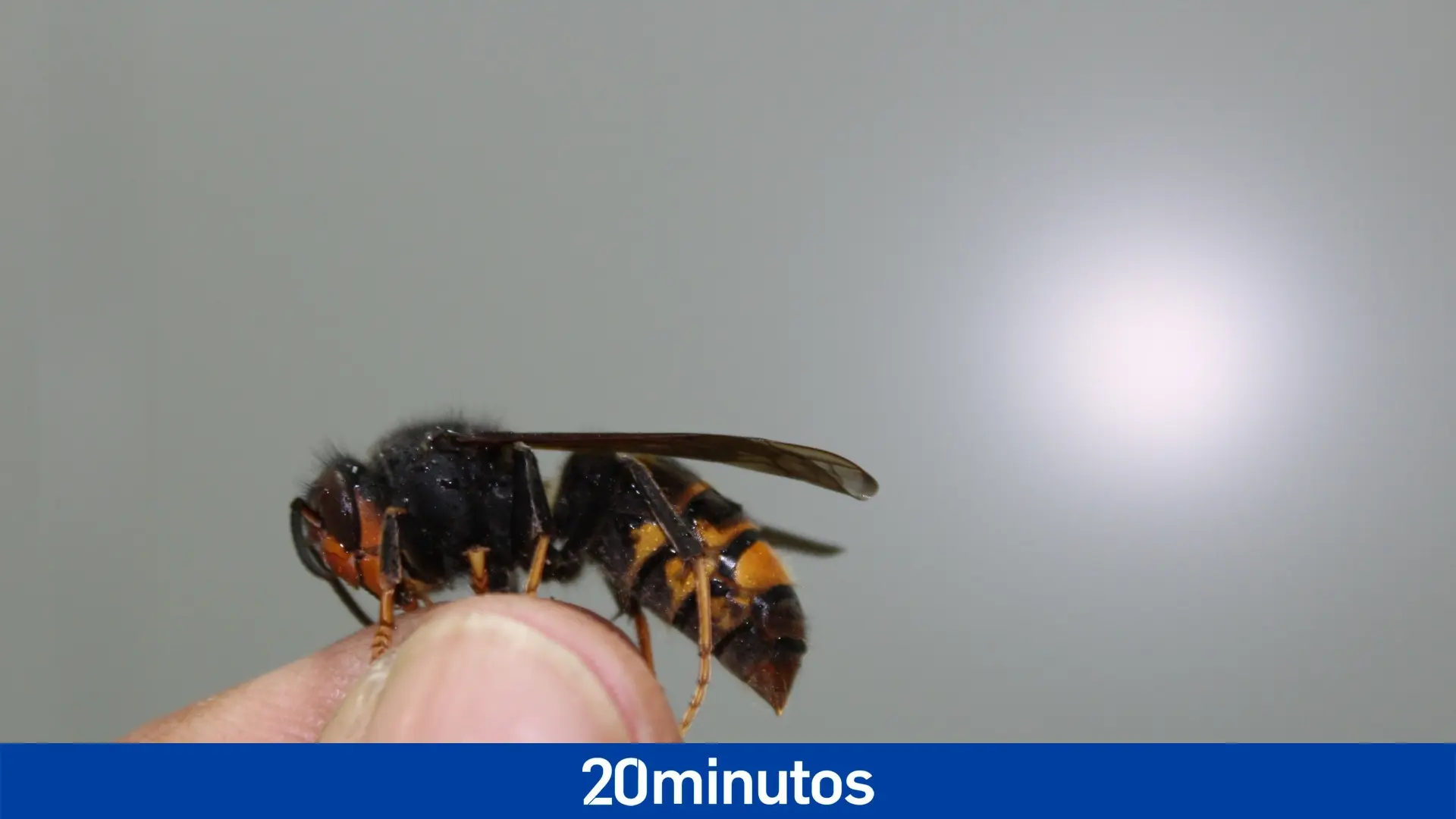 Muere un hombre en Ourense tras las picaduras de varias avispas velutinas