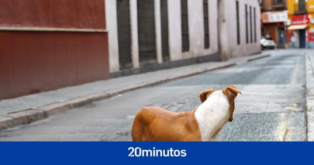 Qué debemos hacer si nos encontramos un perro perdido o abandonado en la calle