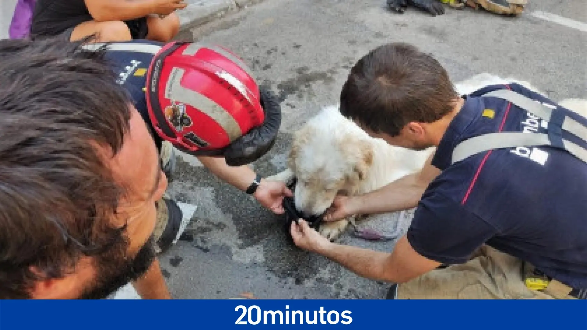 Rescatan a un perro encerrado tres días en un balcón, al sol, sin agua ni comida