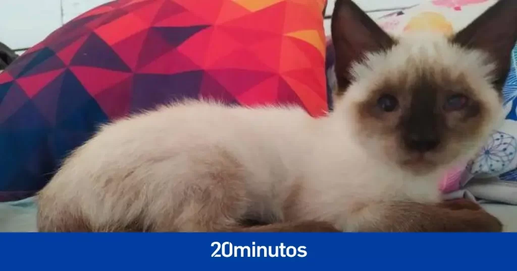 Robin, el cachorro ciego que logró sobrevivir y ahora busca un buen hogar Robin, el cachorro ciego que logró sobrevivir y ahora busca un buen hogar