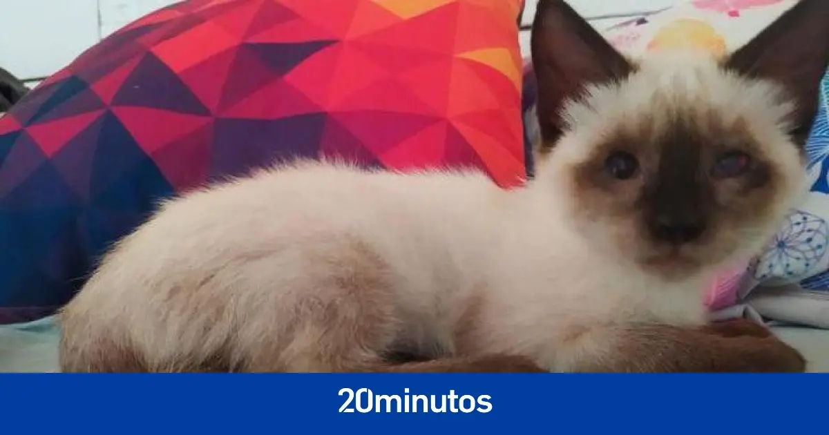 Robin, el cachorro ciego que logró sobrevivir y ahora busca un buen hogar