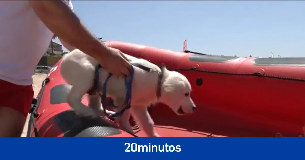 «Su doble pelaje le permite no tener hipotermia»