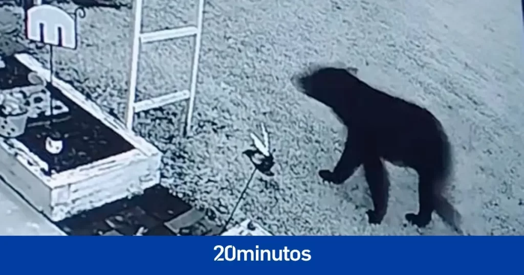 Un oso se cuela en su casa y le muerde en la cabeza