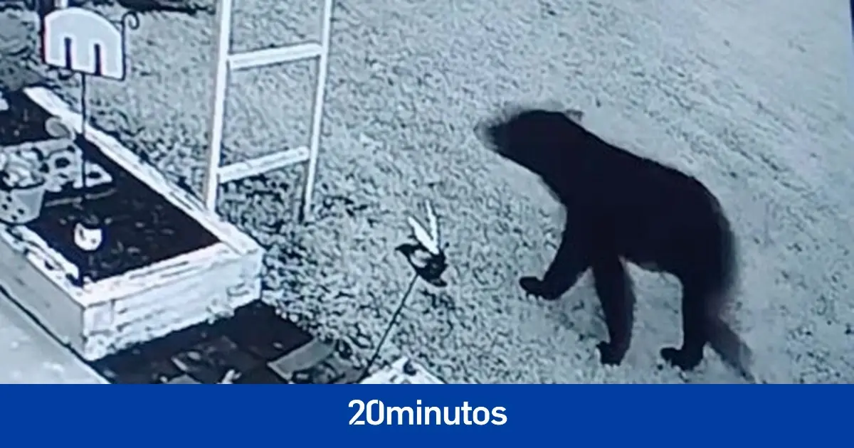 Un oso se cuela en su casa y le muerde en la cabeza