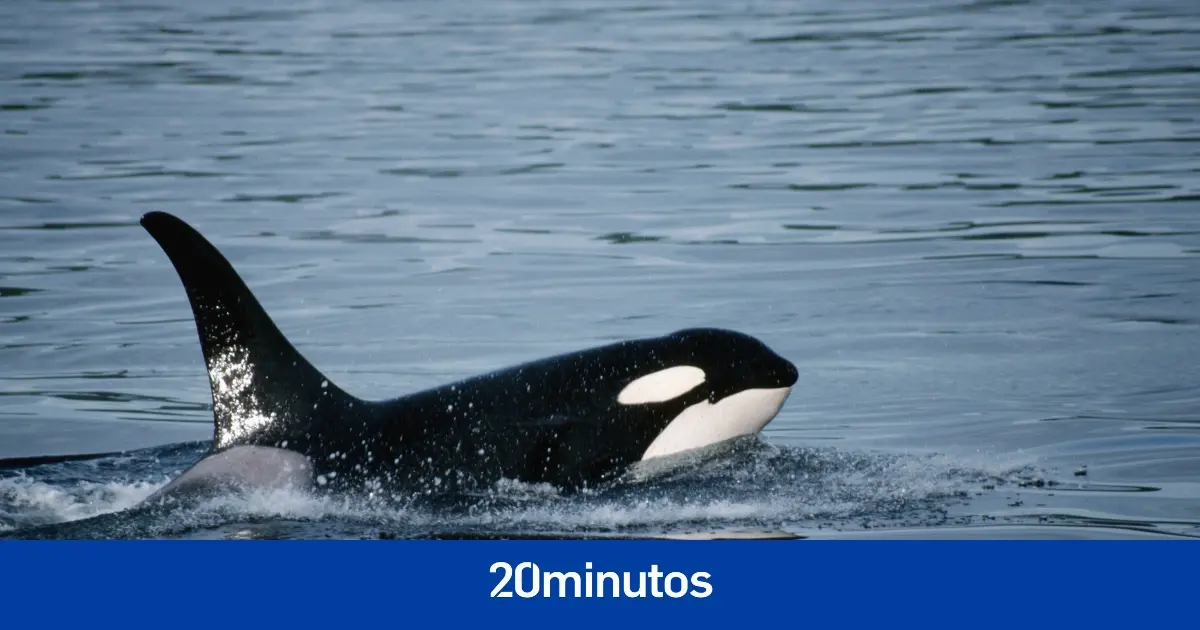 Un velero sufre un incidente con un grupo de cinco orcas entre Ons y Sálvora Un velero sufre un incidente con un grupo de cinco orcas entre Ons y Sálvora
