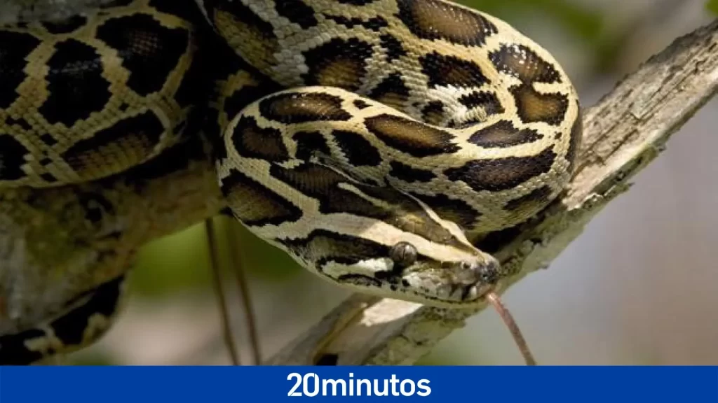 Una pitón de cinco metros sorprende a una familia australiana en su casa