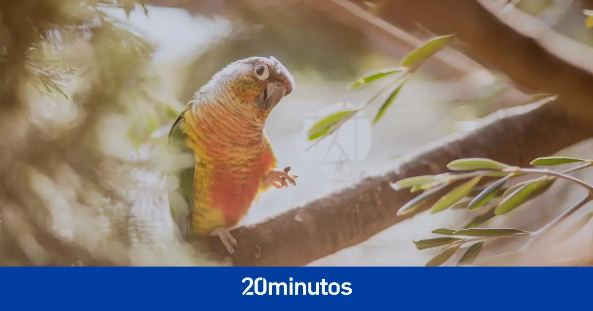 cómo minimizar el estrés durante los festejos