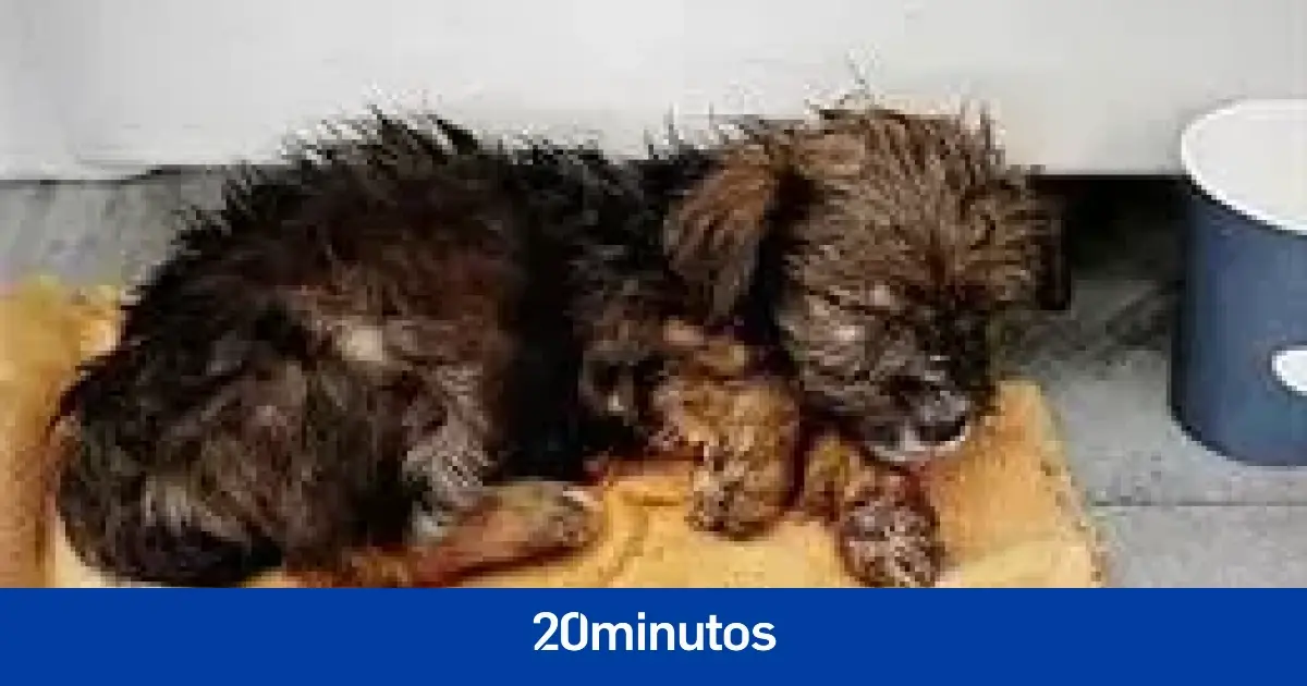 es detenido y la cachorra ya tiene nuevo dueño es detenido y la cachorra ya tiene nuevo dueño