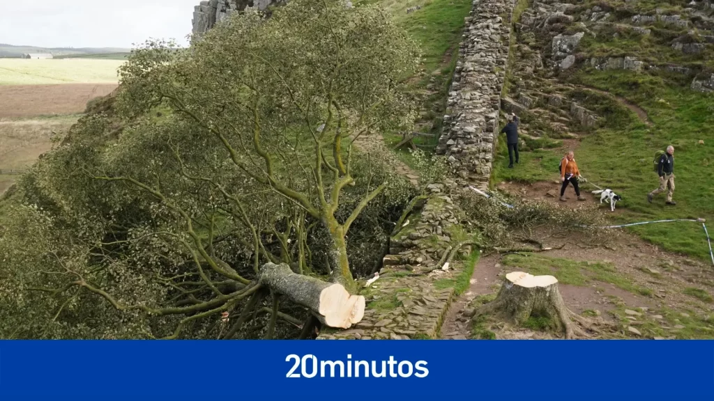 Detenido un joven de 16 años por talar el mítico ‘árbol de Robin Hood’