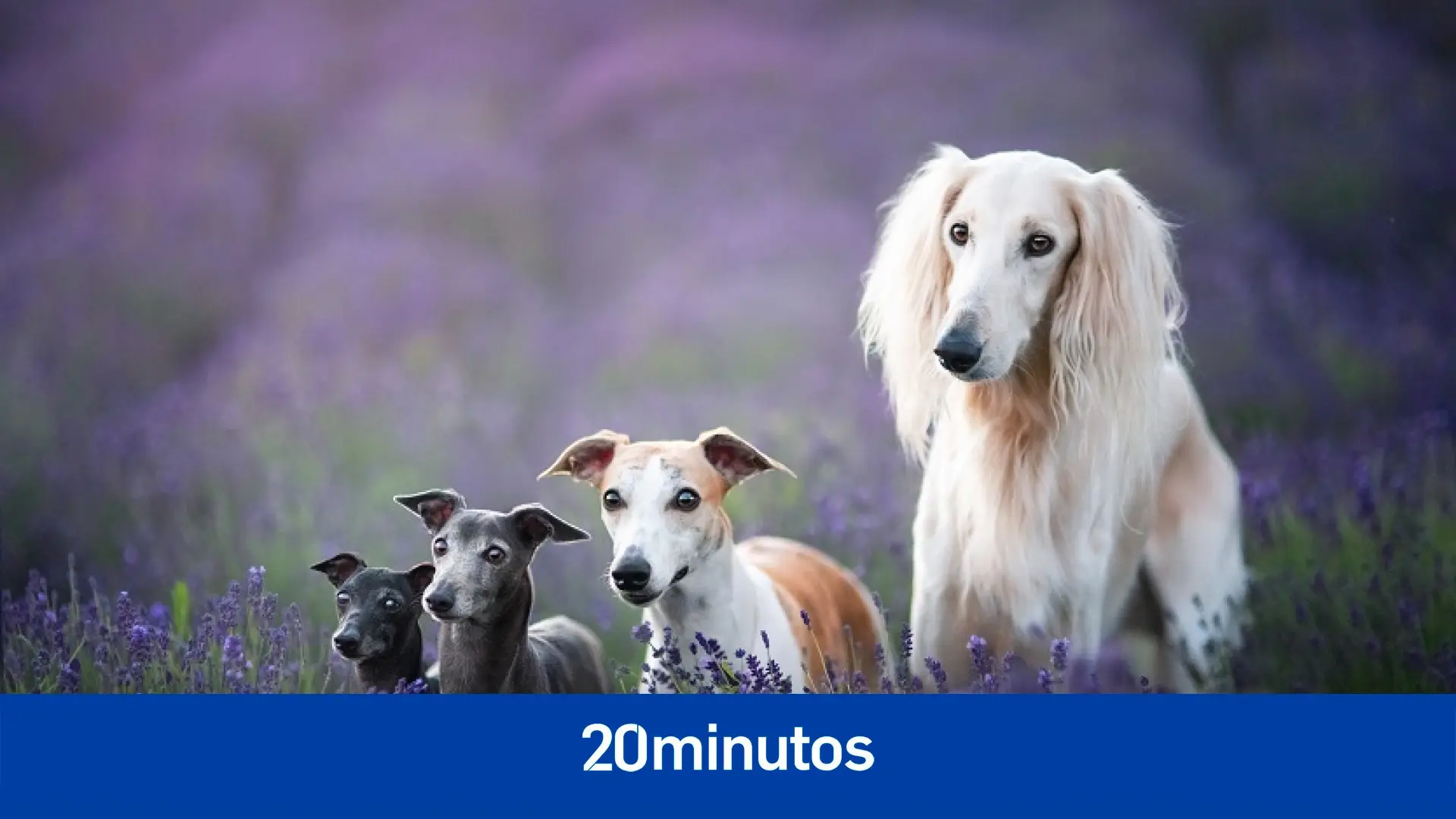 El grupo canino de los lebreles: razas, origen y características El grupo canino de los lebreles: razas, origen y características