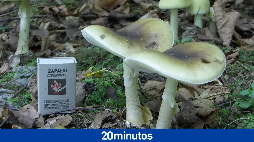 El ‘hongo de la muerte’ traspasa las fronteras de Europa y se expande al resto del mundo